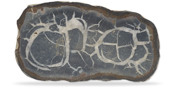 Septarian Specimen 